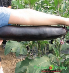 Hạt giống Cà tím khổng lồ 50cm