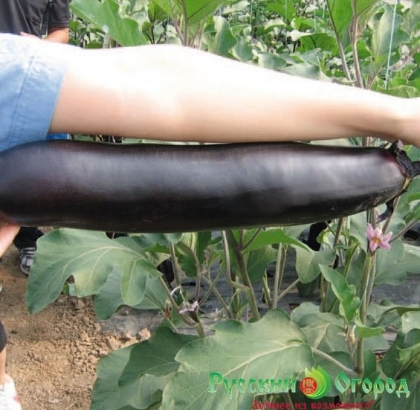 Hạt giống Cà tím khổng lồ 50cm