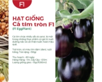 Hạt giống Cà tím tròn F1