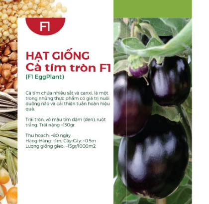 Hạt giống Cà tím tròn F1