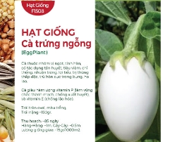 Hạt giống Cà trứng ngỗng