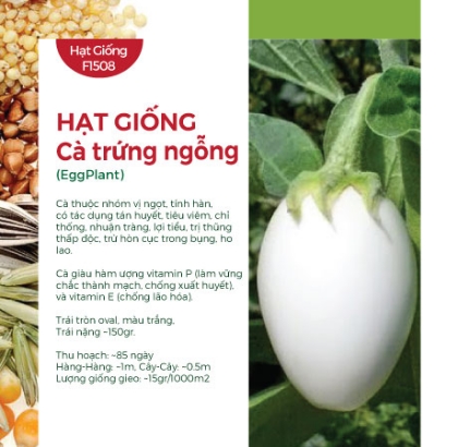 Hạt giống Cà trứng ngỗng