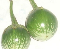 Hạt giống Cà trứng Thái Lan