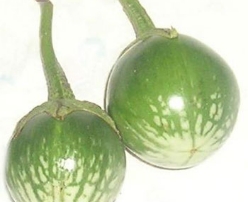 Hạt giống Cà trứng Thái Lan