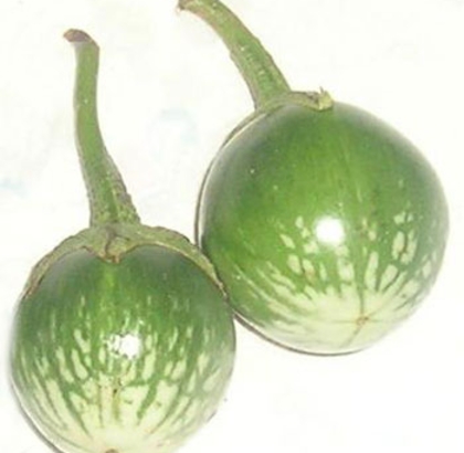 Hạt giống Cà trứng Thái Lan