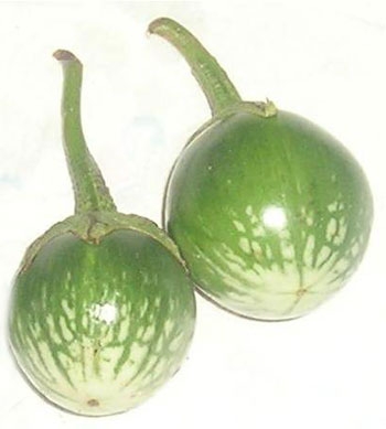 Hạt giống Cà trứng Thái Lan