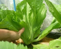 Hạt giống Cải bẹ dưa - Tòa xại