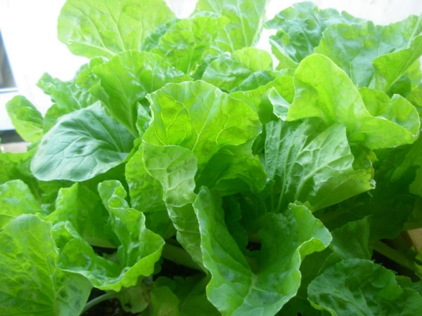 Hạt giống Cải bẹ dún