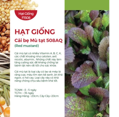 Hạt giống Cải bẹ mù tạt 508AQ