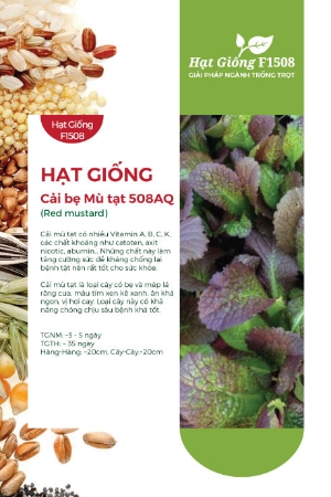 Hạt giống Cải bẹ mù tạt 508AQ