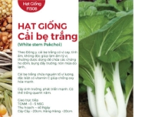 Hạt giống Cải bẹ trắng