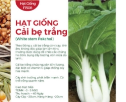 Hạt giống Cải bẹ trắng