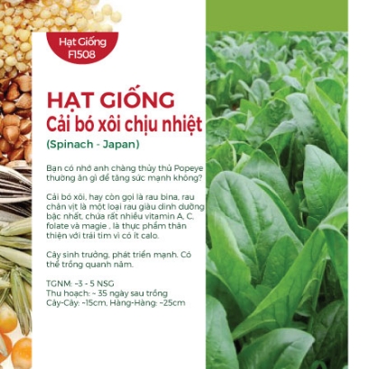 Hạt giống Cải bó xôi chịu nhiệt 532AQ