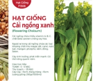 Hạt giống Cải ngồng xanh - Cải ngọt ăn bông