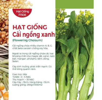 Hạt giống Cải ngồng xanh - Cải ngọt ăn bông