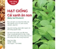 Hạt giống Cải xanh ăn non