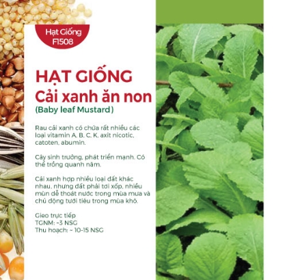 Hạt giống Cải xanh ăn non