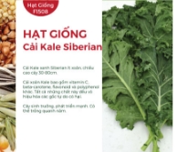 Hạt giống Cải xoăn Kale Siberian