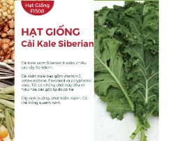 Hạt giống Cải xoăn Kale Siberian