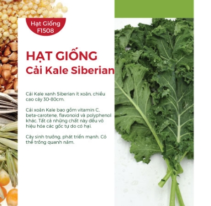 Hạt giống Cải xoăn Kale Siberian