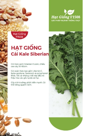 Hạt giống Cải xoăn Kale Siberian
