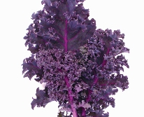Hạt giống Cải xoăn Kale tím Scarlet