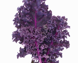 Hạt giống Cải xoăn Kale tím Scarlet