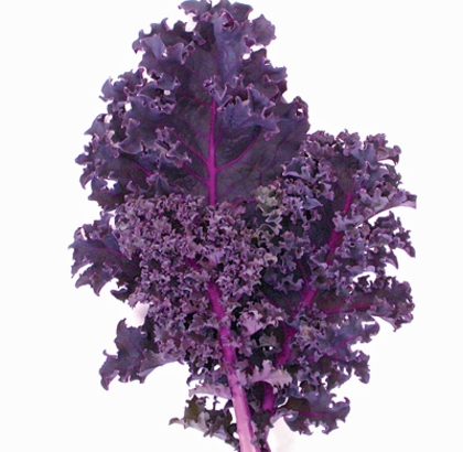 Hạt giống Cải xoăn Kale tím Scarlet
