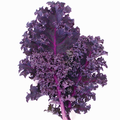 Hạt giống Cải xoăn Kale tím Scarlet