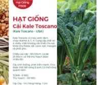 Hạt giống Cải xoăn Kale Toscano