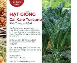 Hạt giống Cải xoăn Kale Toscano