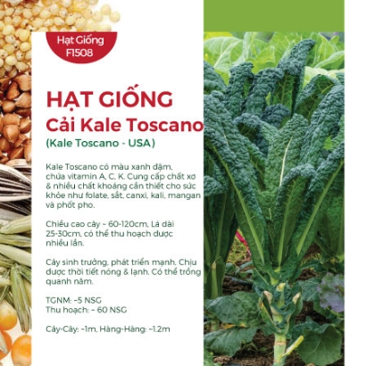 Hạt giống Cải xoăn Kale Toscano