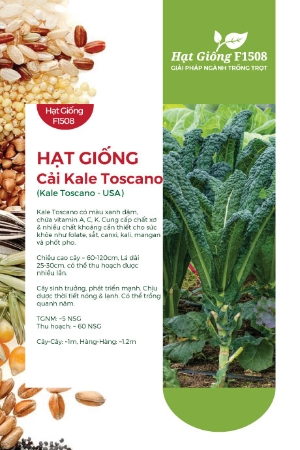 Hạt giống Cải xoăn Kale Toscano