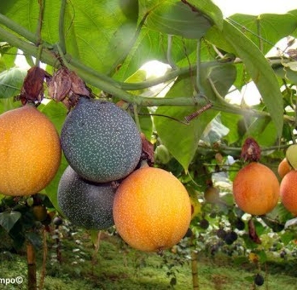 Hạt giống Chanh dây siêu ngọt Colombia