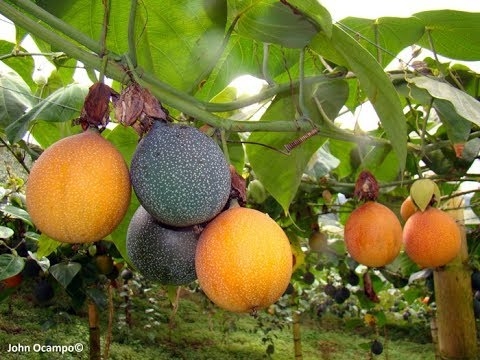 Hạt giống Chanh dây siêu ngọt Colombia
