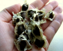Hạt giống Chùm ngây