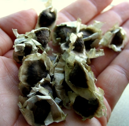 Hạt giống Chùm ngây