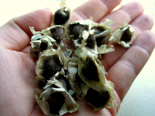 Hạt giống Chùm ngây