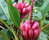 Hạt giống Chuối đỏ