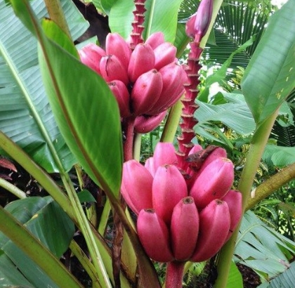 Hạt giống Chuối đỏ