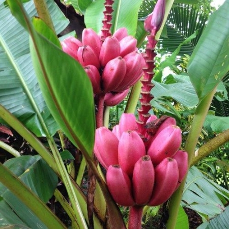 Hạt giống Chuối đỏ