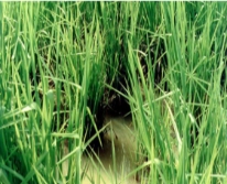 Hạt giống cỏ chịu ngập Ubon Paspalum - Gói 100Gr