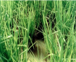 Hạt giống cỏ chịu ngập Ubon Paspalum - Gói 100Gr