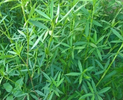 Hạt giống cỏ đậu Stylo - Gói 100Gr