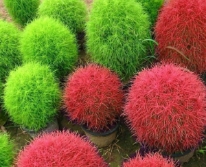 Hạt giống Cỏ đổi màu Kochia