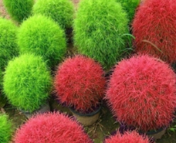 Hạt giống Cỏ đổi màu Kochia