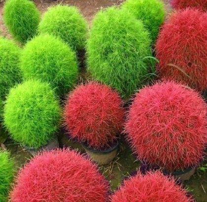 Hạt giống Cỏ đổi màu Kochia