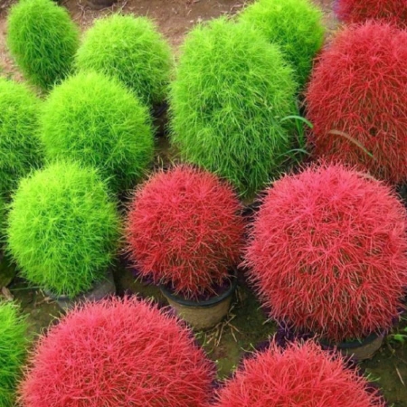 Hạt giống Cỏ đổi màu Kochia