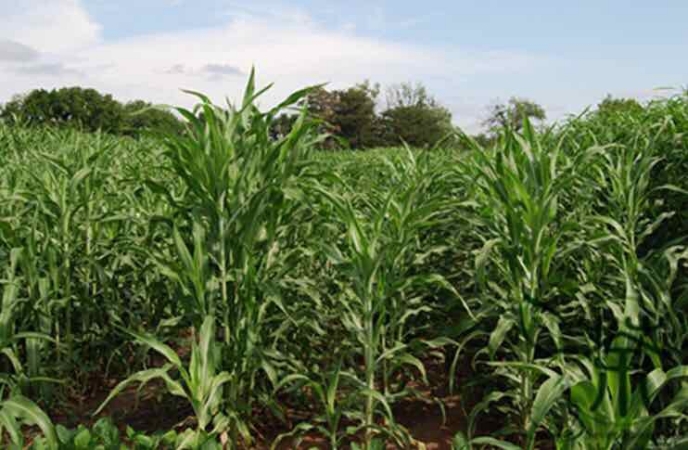 Hạt giống cỏ Lai Sudan Super BMR