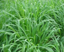 Hạt giống cỏ Mulato 2 - Gói 100Gr